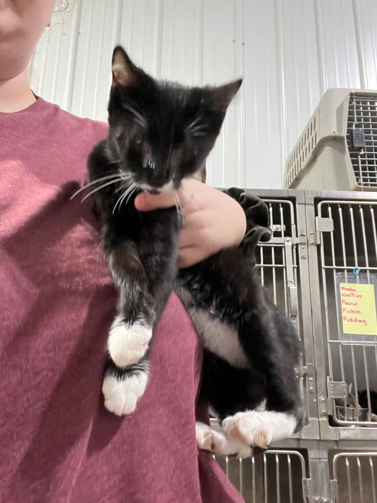 adoptable Cat in Pierceton, IN named Pongo