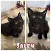 adoptable Cat in , IN named Salem - NN - SR4