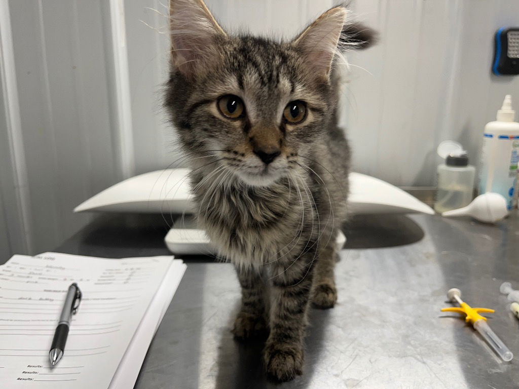 adoptable Cat in Pierceton, IN named Wendy - NN