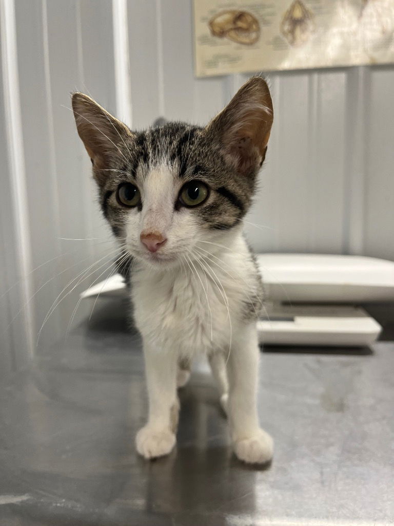 adoptable Cat in Pierceton, IN named Mabel - NN