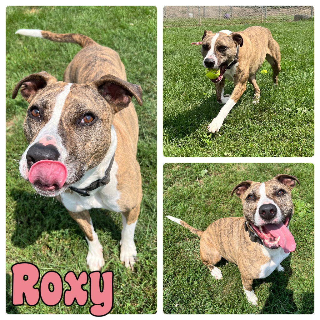 adoptable Dog in Pierceton, IN named Roxy - Sponsored