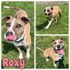 adoptable Dog in , IN named Roxy - Sponsored