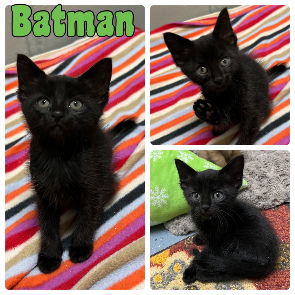 adoptable Cat in Pierceton, IN named Batman - NN