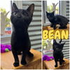 adoptable Cat in  named Bean - Silo