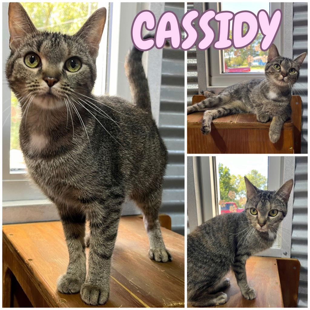 adoptable Cat in Pierceton, IN named Cassidy - Silo