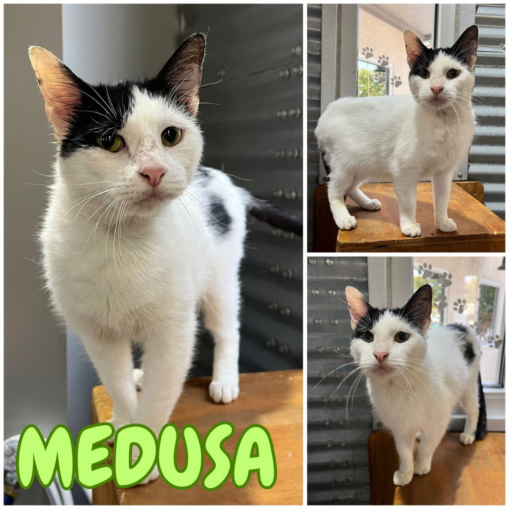 adoptable Cat in Pierceton, IN named Medusa - Silo