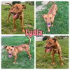 adoptable Dog in  named Lydia - SPONSORED