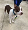 adoptable Dog in , IN named Waylon