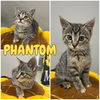 adoptable Cat in , IN named Phantom