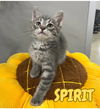 adoptable Cat in , IN named Spirit - NN