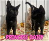 adoptable Cat in , IN named Princess Daisy