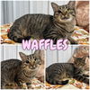 adoptable Cat in , IN named Waffles