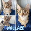 adoptable Cat in , IN named Wallace - SR3