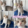 adoptable Cat in , IN named Wednesday - SR3