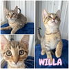 adoptable Cat in , IN named Willa - SR3