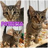 adoptable Cat in , IN named Patricia