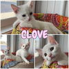 adoptable Cat in , IN named Clove - NN - SR1