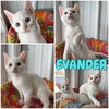 adoptable Cat in , IN named Evander - NN - SR1