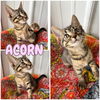 adoptable Cat in , IN named Acorn - NN - SR1