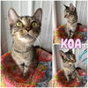 adoptable Cat in , IN named Koa