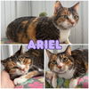 adoptable Cat in  named Ariel