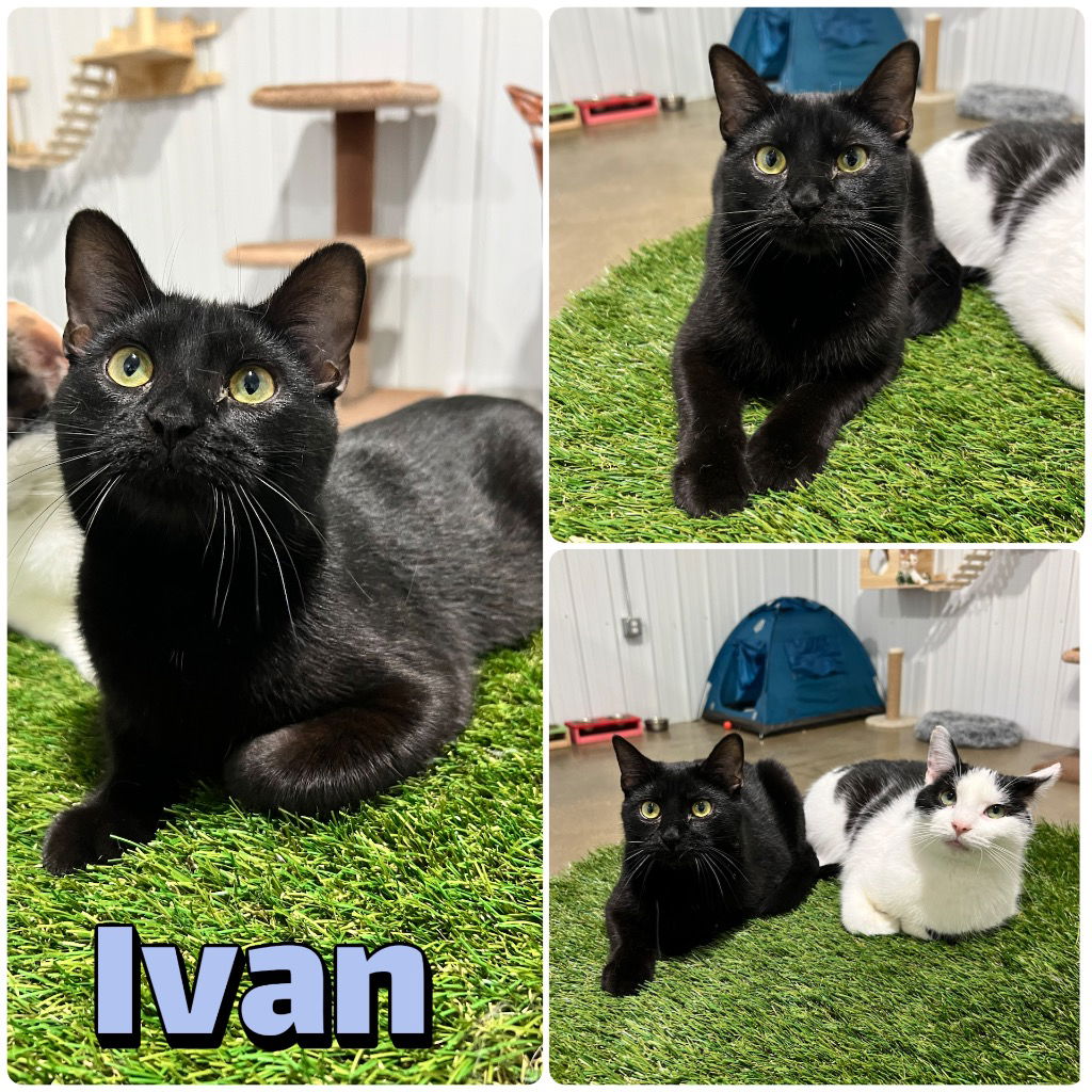 adoptable Cat in Pierceton, IN named Ivan