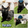 adoptable Cat in pierceton, IN named Ivan