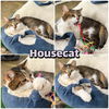 adoptable Cat in pierceton, IN named Housecat - Silo