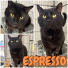 adoptable Cat in pierceton, IN named Espresso