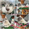 adoptable Cat in pierceton, IN named Lucy - Silo