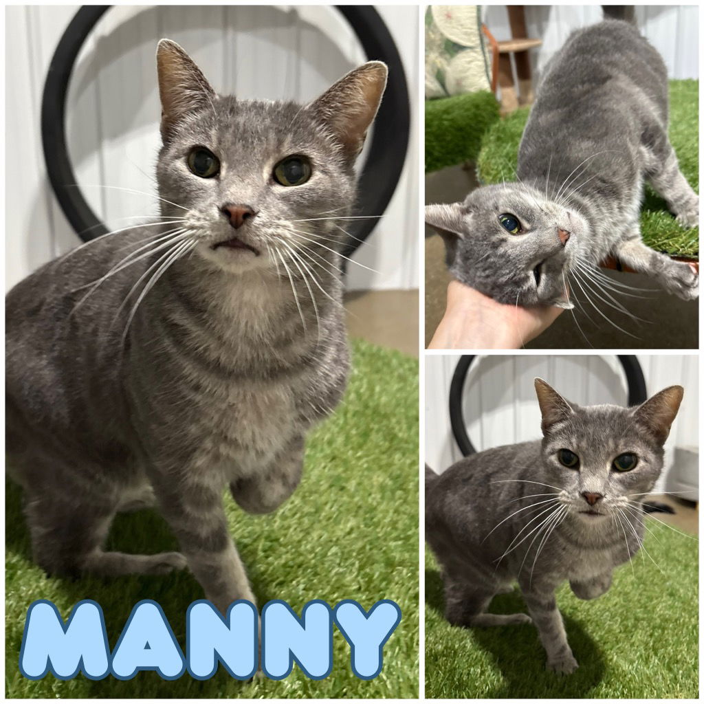 adoptable Cat in Pierceton, IN named Manny