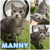 adoptable Cat in pierceton, IN named Manny