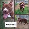 adoptable Dog in pierceton, IN named Bruschetta