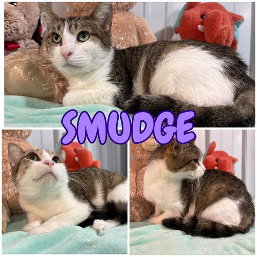 picture of the cat needing adoption