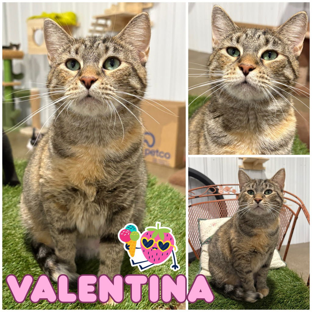 adoptable Cat in Pierceton, IN named Valentina