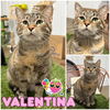 adoptable Cat in pierceton, IN named Valentina
