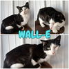 adoptable Cat in pierceton, IN named Wall-E