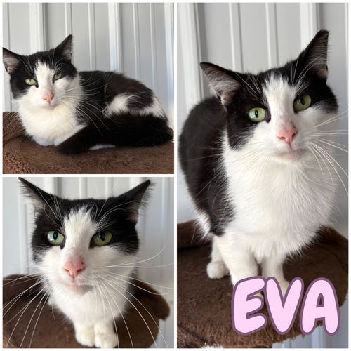 picture of the cat needing adoption