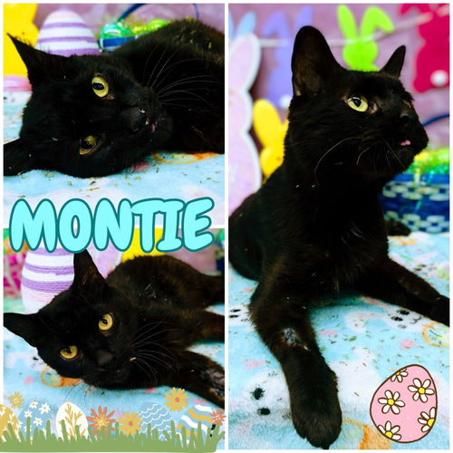 picture of the cat needing adoption
