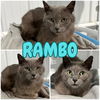 adoptable Cat in pierceton, IN named Rambo