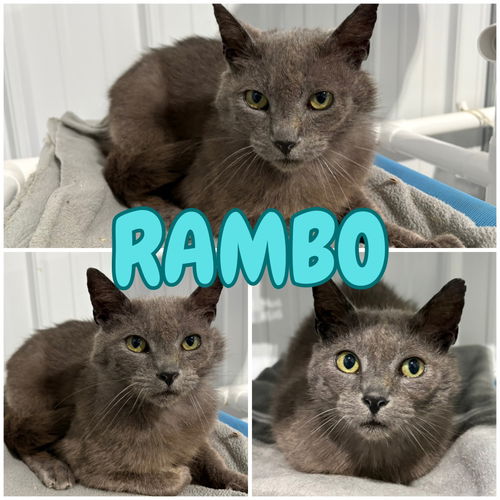 picture of the cat needing adoption