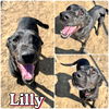 adoptable Dog in pierceton, IN named Lilly