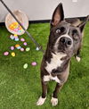 adoptable Dog in  named Mojo