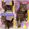 adoptable Cat in pierceton, IN named Gemma