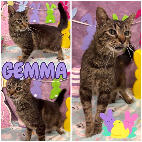 picture of the cat needing adoption