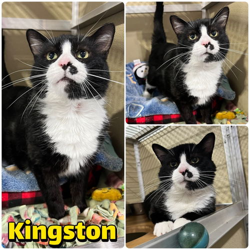 picture of the cat needing adoption