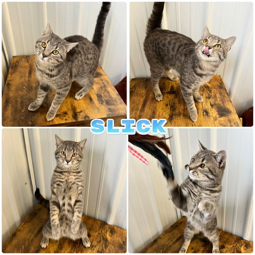 picture of the cat needing adoption