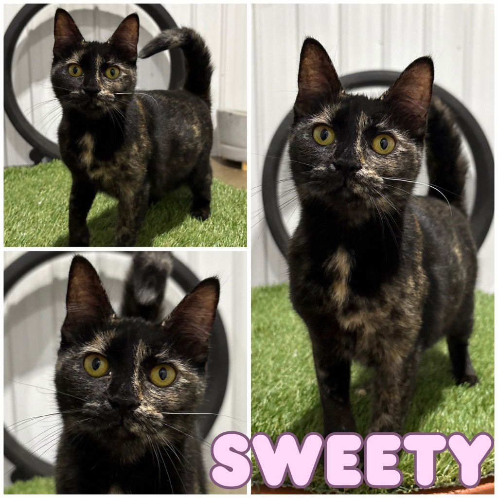 adoptable Cat in Pierceton, IN named Sweety