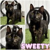 adoptable Cat in pierceton, IN named Sweety