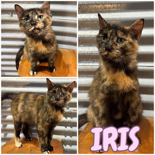 picture of the cat needing adoption